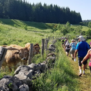 SÉJOUR EN AUBRAC À LAGUIOLE